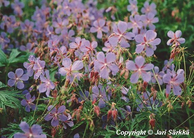  Geranium transbaicalicum